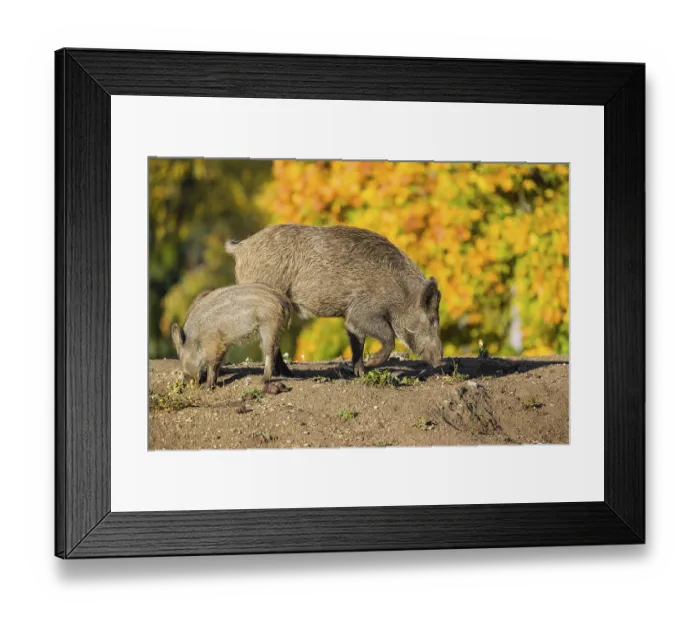 Framed Print : A young wild boar and a piglet (Sus scrofa) Framed Print : A young wild boar and a piglet (Sus scrofa)
