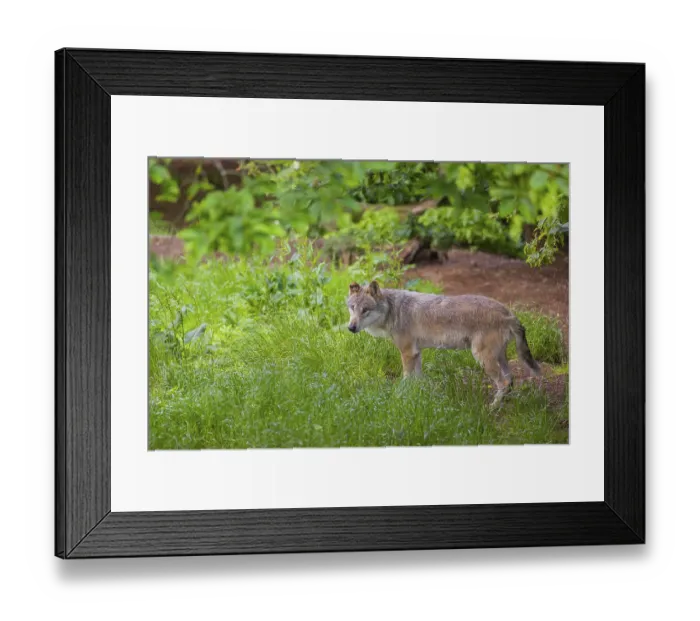 Framed Print : An adult male eurasian gray wolf (Canis lupus lupus) stands in a forest