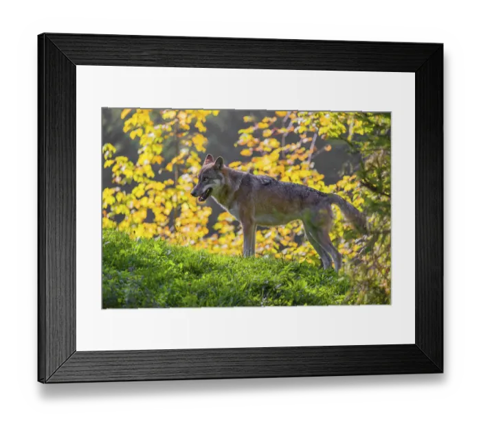 Framed Print : A eurasian gray wolf (Canis lupus lupus) stands in a meadow on a hill with a colourful foliage in the background