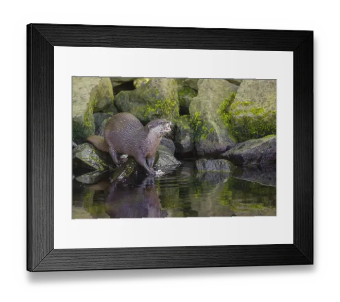 Framed Print : An oriental small-clawed otter or Asian small-clawed otter (Aonyx cinerea) stands on a rocky shore and eats a fish