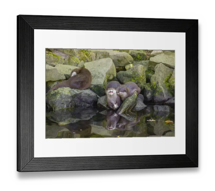 Framed Print : Three oriental small-clawed otter or Asian small-clawed otter (Aonyx cinerea) are standing on a rocky shore