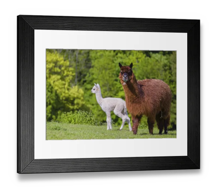 Framed Print : One brown female Alpaca (Vicugna pacos) stands with her young on a fresh green meadow