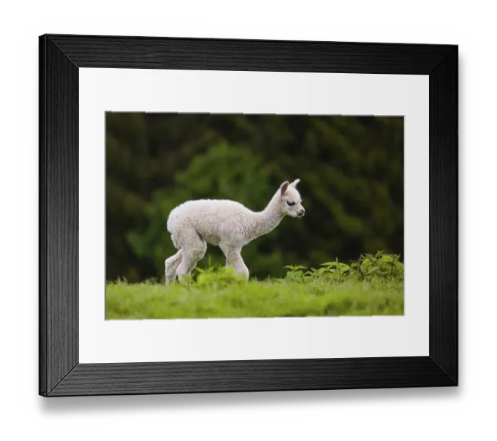 Framed Print : One young Alpaca (Vicugna pacos) stands on a fresh green meadow Framed Print : One young Alpaca (Vicugna pacos) stands on a fresh green meadow
