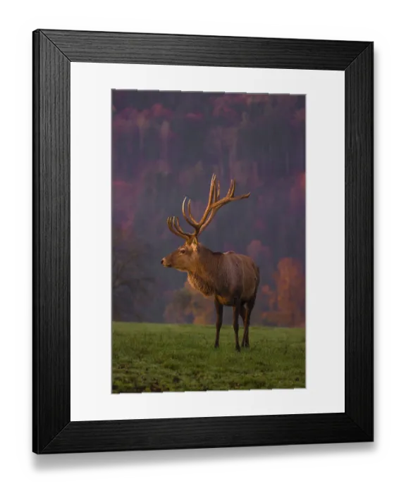 Framed Print : An Altai maral stag