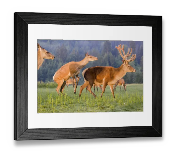 Framed Print : An Altai maral hind Framed Print : An Altai maral hind