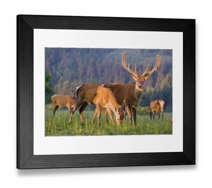 Framed Print : An Altai maral stag Framed Print : An Altai maral stag
