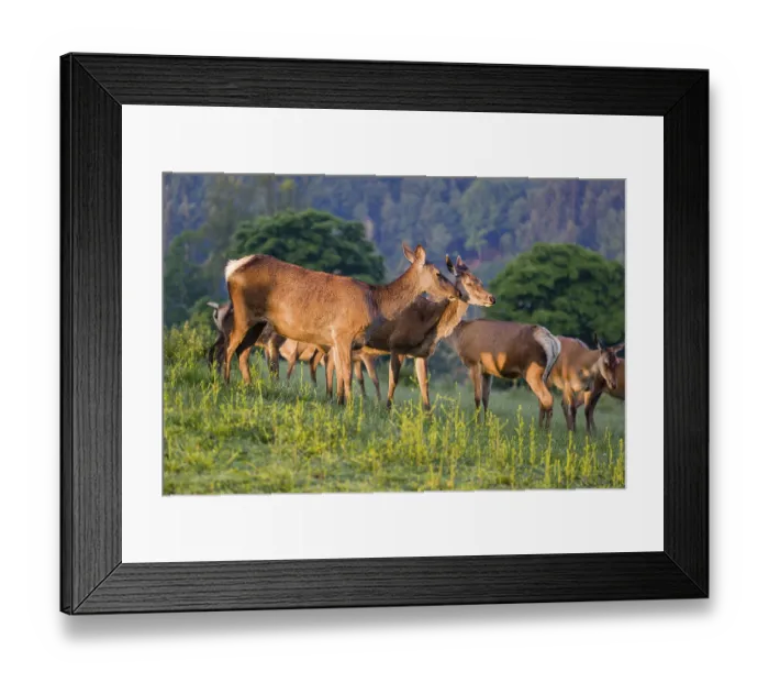 Framed Print : A herd of Altai maral hinds