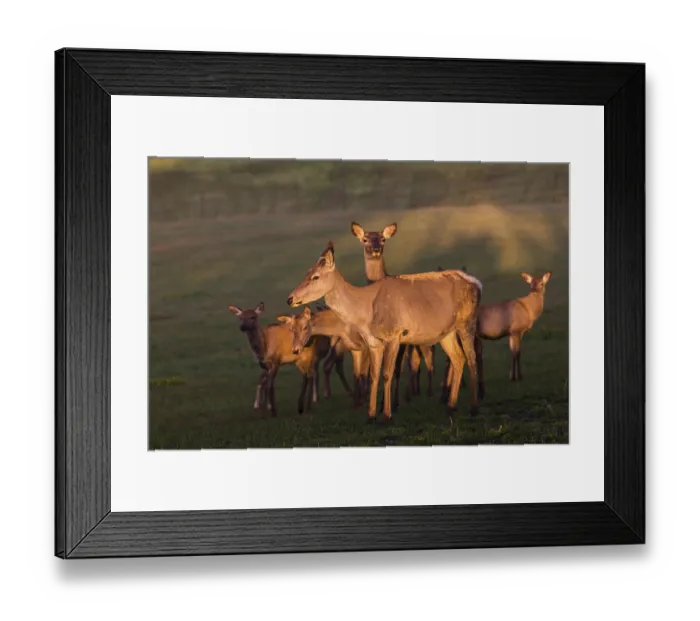 Framed Print : A group of female Altai maral