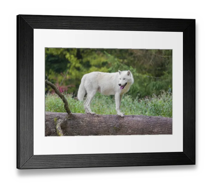 Framed Print : An Arctic wolf (Canis lupus arctos) stands on a fallen tree trunk