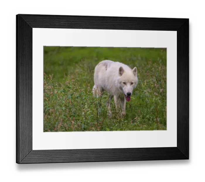 Framed Print : An Arctic wolf (Canis lupus arctos) runs across a fresh green meadow