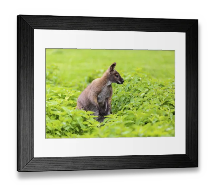 Framed Print : Red-necked wallaby or Bennett's wallaby (Macropus rufogriseus)