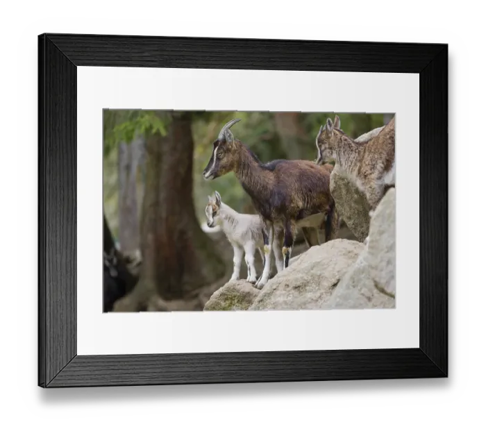 Framed Print : A female bezoar ibex (Capra aegagrus aegagrus) stands together with her goatling on a rock