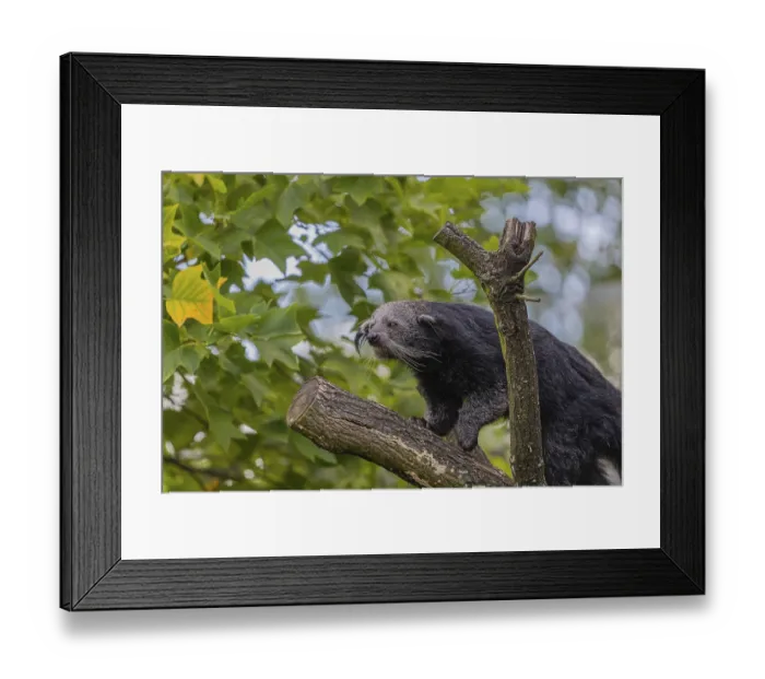 Framed Print : One binturong (Arctictis binturong)