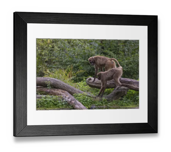 Framed Print : Two female Gelada (Theropithecus gelada) Framed Print : Two female Gelada (Theropithecus gelada)