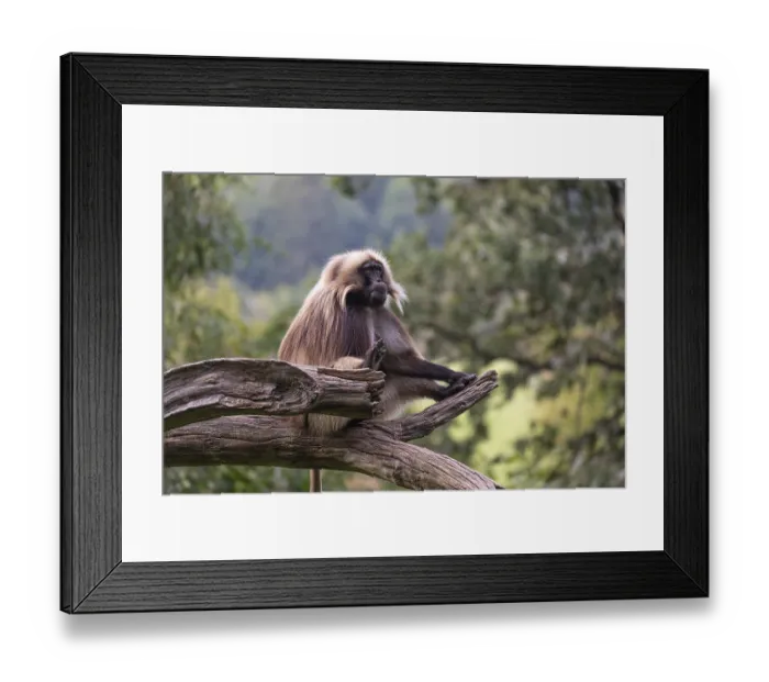 Framed Print : Portrait of an adult male Gelada (Theropithecus gelada)