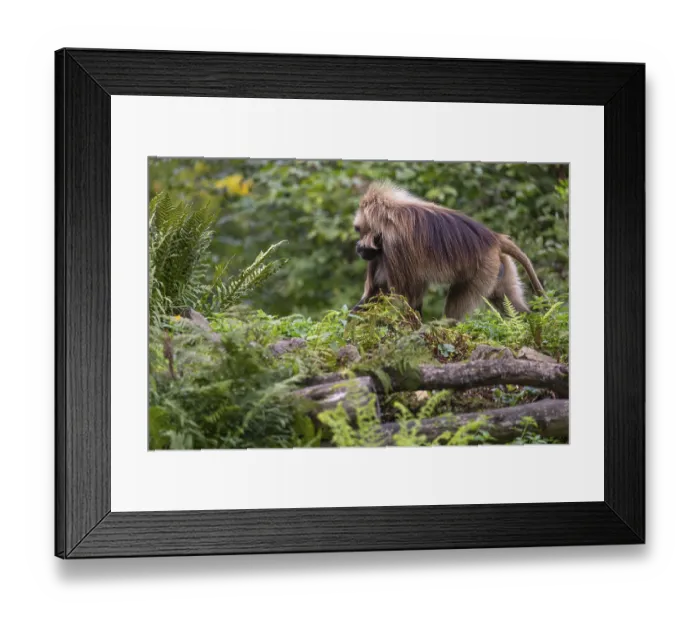 Framed Print : One adult male Gelada (Theropithecus gelada) Framed Print : One adult male Gelada (Theropithecus gelada)