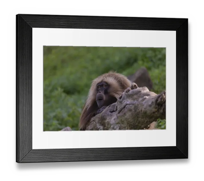Framed Print : Portrait of an adult male Gelada (Theropithecus gelada) Framed Print : Portrait of an adult male Gelada (Theropithecus gelada)