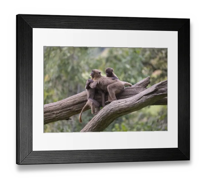 Framed Print : Three baby Gelada (Theropithecus gelada)