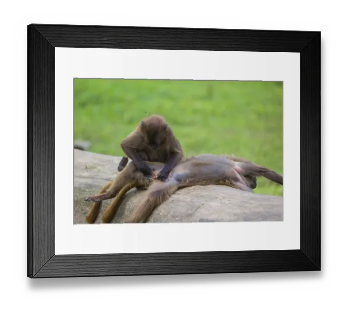 Framed Print : Two young Gelada (Theropithecus gelada) Framed Print : Two young Gelada (Theropithecus gelada)