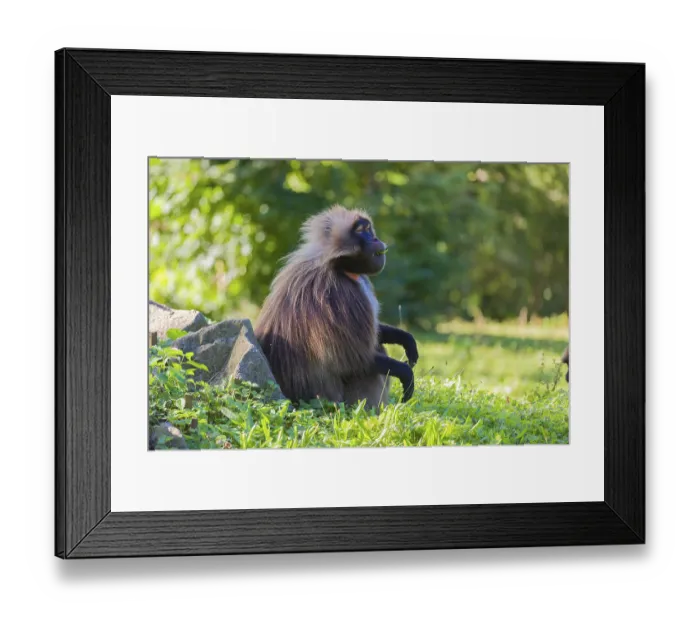 Framed Print : Portrait of an adult male Gelada (Theropithecus gelada) Framed Print : Portrait of an adult male Gelada (Theropithecus gelada)