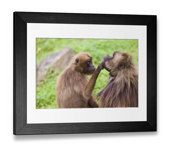 Framed Print : One female Gelada (Theropithecus gelada)