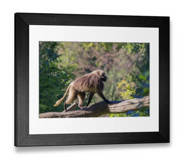 Framed Print : One male Gelada (Theropithecus gelada) Framed Print : One male Gelada (Theropithecus gelada)
