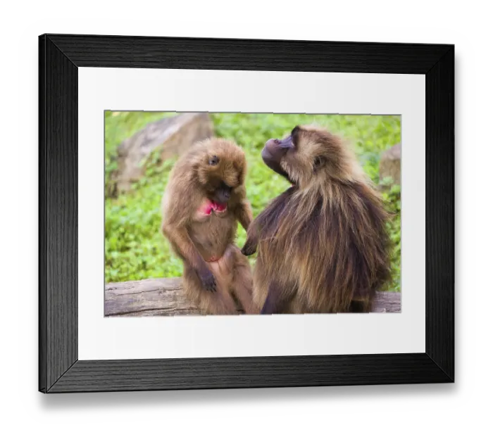 Framed Print : One female Gelada (Theropithecus gelada) Framed Print : One female Gelada (Theropithecus gelada)