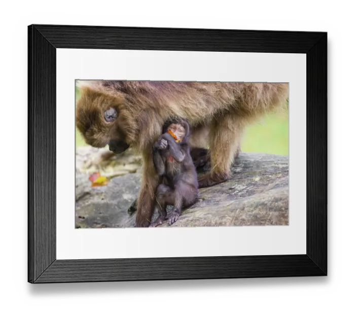 Framed Print : A baby Gelada (Theropithecus gelada)