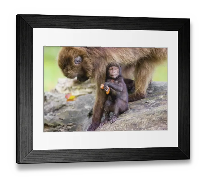 Framed Print : A baby Gelada (Theropithecus gelada)