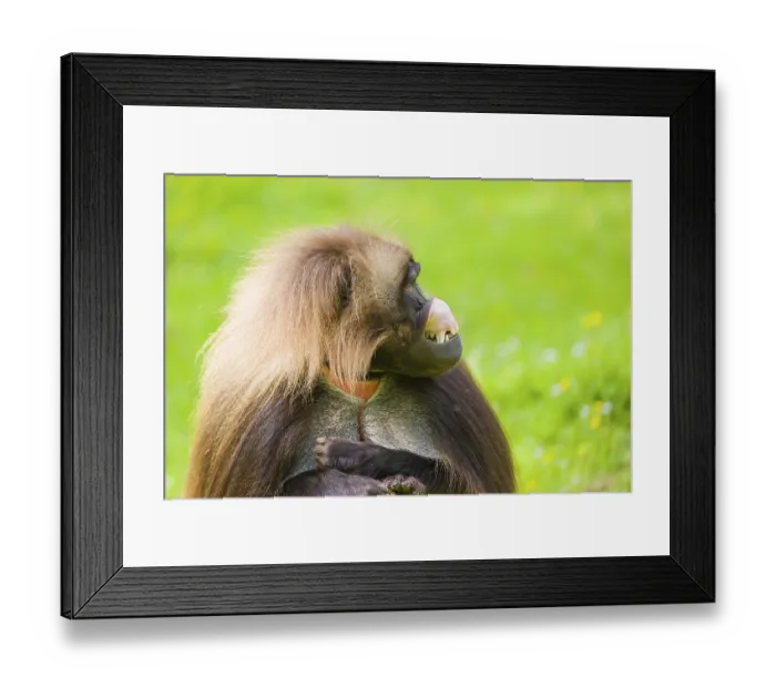 Framed Print : Portrait of an adult male Gelada (Theropithecus gelada) Framed Print : Portrait of an adult male Gelada (Theropithecus gelada)