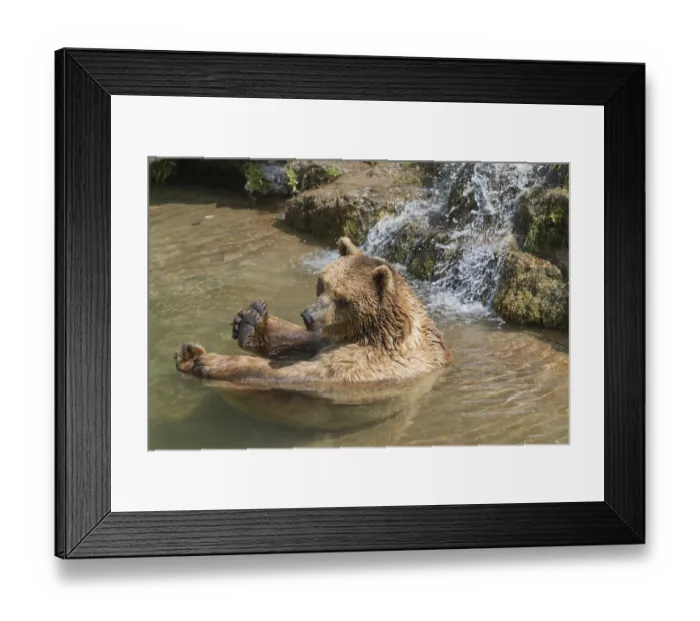 Framed Print : One eurasian brown bear (Ursus arctos arctos) bathing Framed Print : One eurasian brown bear (Ursus arctos arctos) bathing