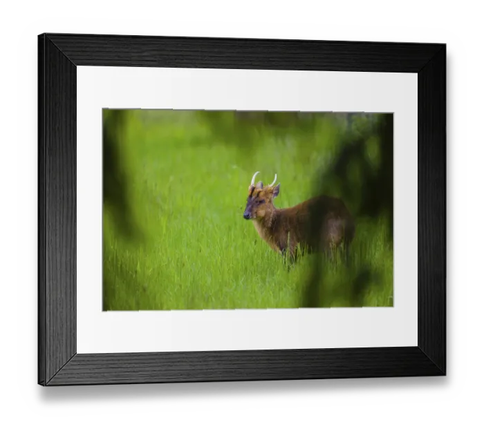 Framed Print : One male Reeves's muntjac (Muntiacus reevesi) stands on a green meadowOne male Reeves's muntjac (Muntiacus reevesi) Framed Print : One male Reeves's muntjac (Muntiacus reevesi) stands on a green meadowOne male Reeves's muntjac (Muntiacus reevesi)