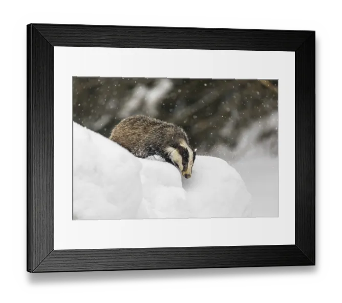 Framed Print : One young European badger (Meles meles) walking through deep snow during snow fall Framed Print : One young European badger (Meles meles) walking through deep snow during snow fall