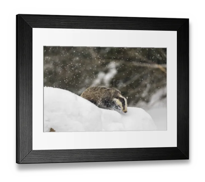 Framed Print : One young European badger (Meles meles) walking through deep snow during snow fall