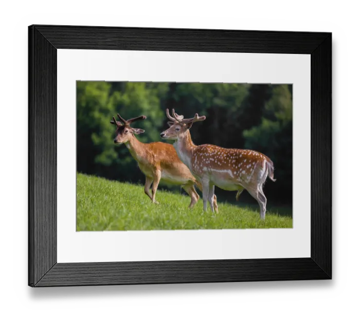 Framed Print : Two male fallow deer (Dama dama) stand on a meadow Framed Print : Two male fallow deer (Dama dama) stand on a meadow