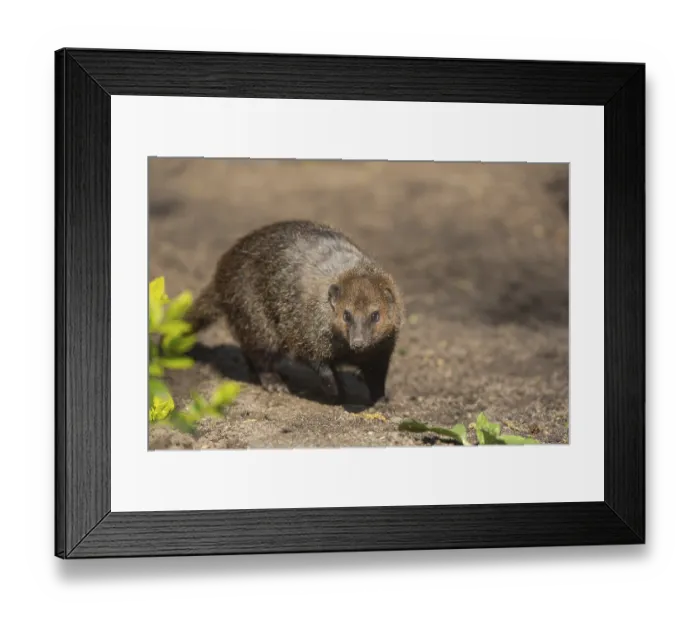 Framed Print : One common kusimanse (Crossarchus obscurus)