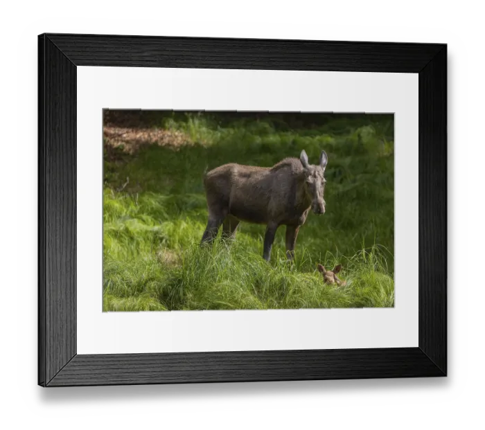 Framed Print : One adult female moose or elk, Alces alces Framed Print : One adult female moose or elk, Alces alces