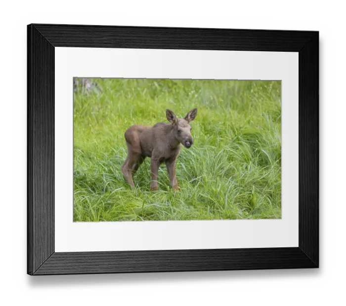 Framed Print : One baby moose or elk, Alces alces