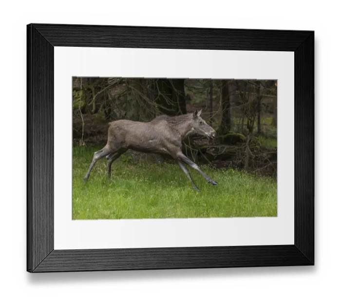 Framed Print : One adult female moose or elk, Alces alces