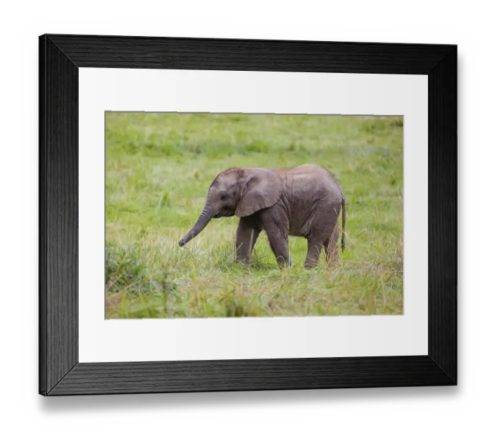 Framed Print : 4 months old African baby elephant (Loxodonta africana) walks over a green meadow