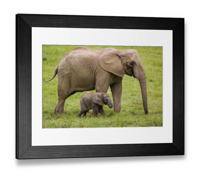 Framed Print : Adult female African elephant (Loxodonta africana) with 4 month old baby Framed Print : Adult female African elephant (Loxodonta africana) with 4 month old baby