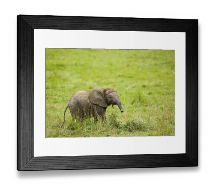 Framed Print : 4 months old African baby elephant (Loxodonta africana) walks over a green meadow Framed Print : 4 months old African baby elephant (Loxodonta africana) walks over a green meadow