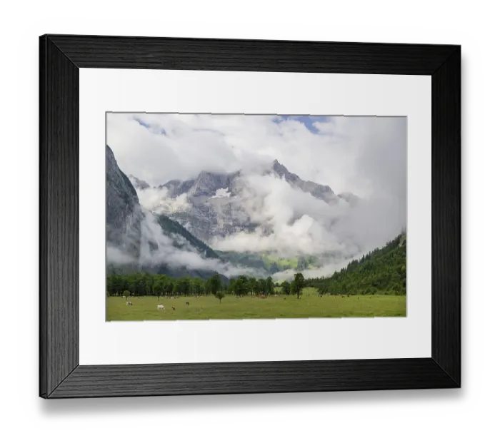 Framed Print : Cows stand between Sycamore maple trees