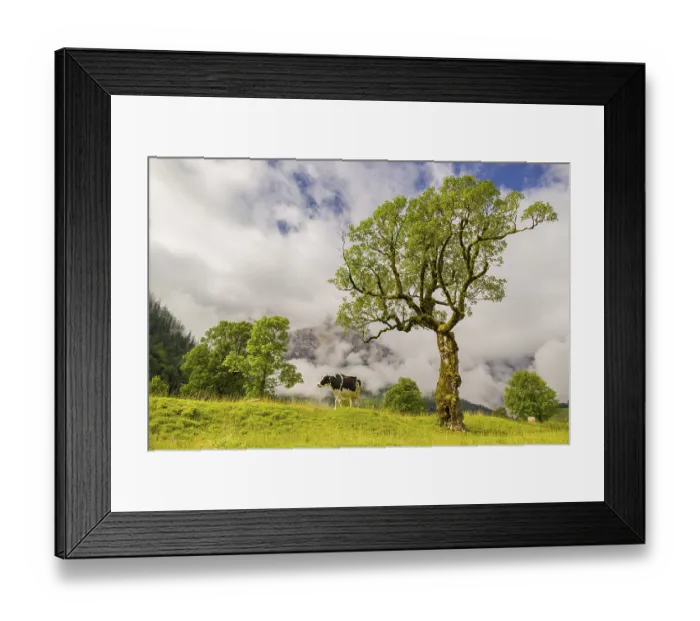 Framed Print : A cow stands under a Sycamore maple tree