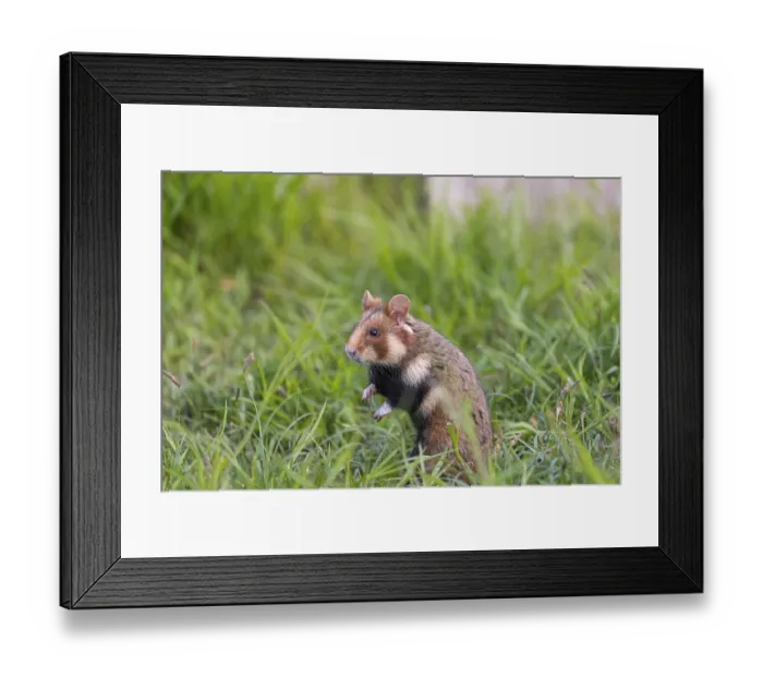 Framed Print : One European hamster (Cricetus cricetus)