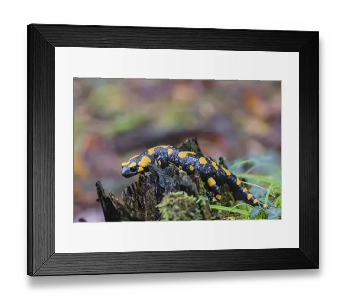 Framed Print : One fire salamander (Salamandra salamandra) rests on a tree stump on a rainy day Framed Print : One fire salamander (Salamandra salamandra) rests on a tree stump on a rainy day