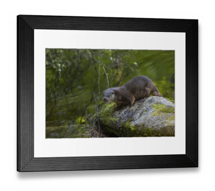 Framed Print : One Eurasian otter (Lutra lutra)