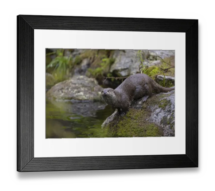 Framed Print : One Eurasian otter (Lutra lutra) Framed Print : One Eurasian otter (Lutra lutra)