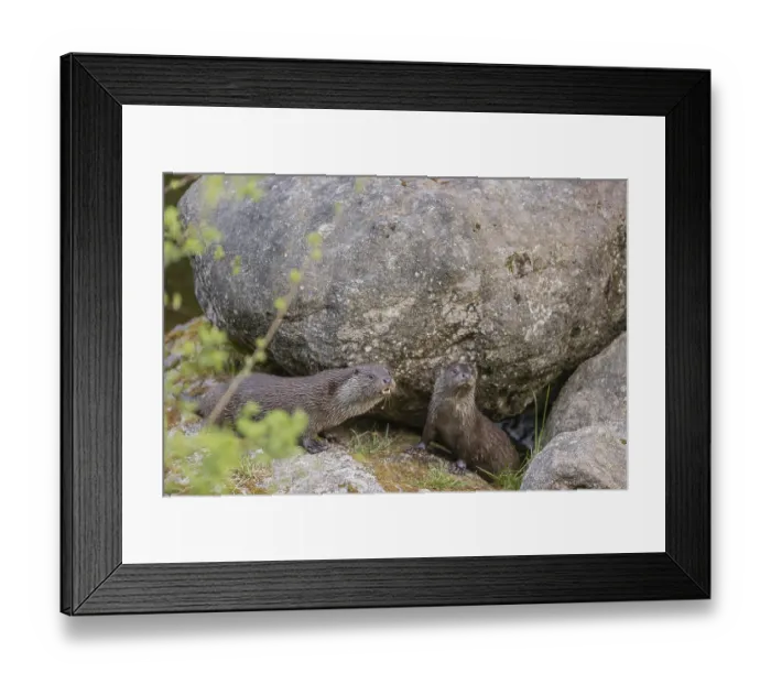 Framed Print : Two Eurasian otter (Lutra lutra) Framed Print : Two Eurasian otter (Lutra lutra)