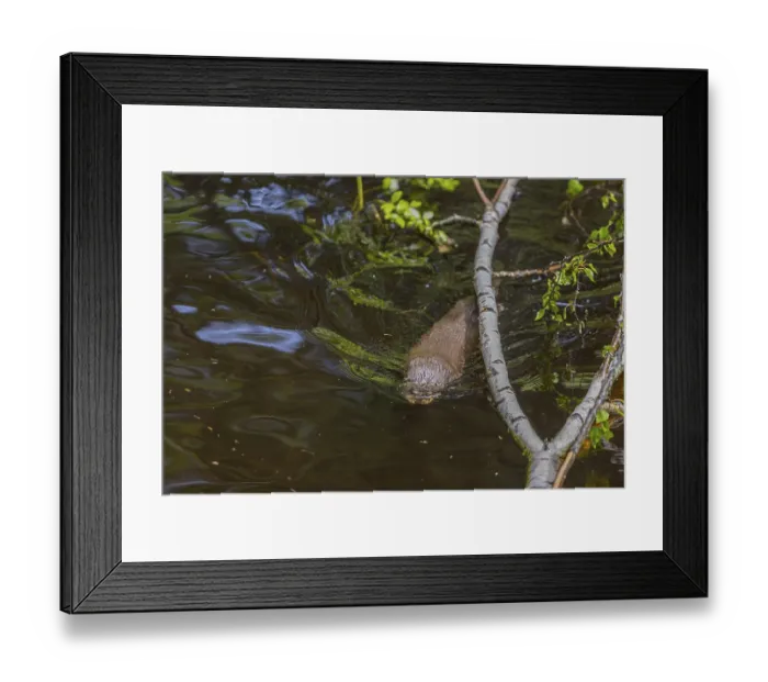 Framed Print : One Eurasian otter (Lutra lutra)